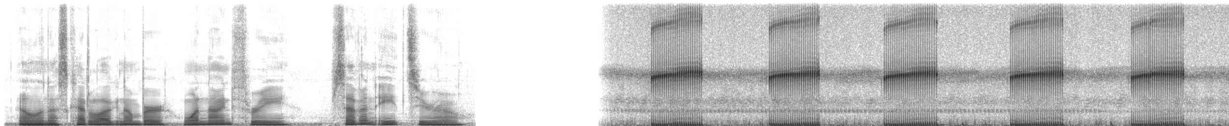 Painted Tree Frog - ML193780