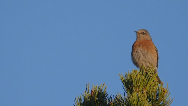 Western Bluebird - ML193780781