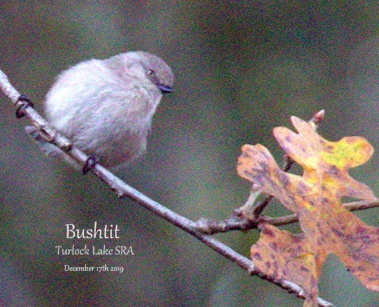 Bushtit - ML193781271