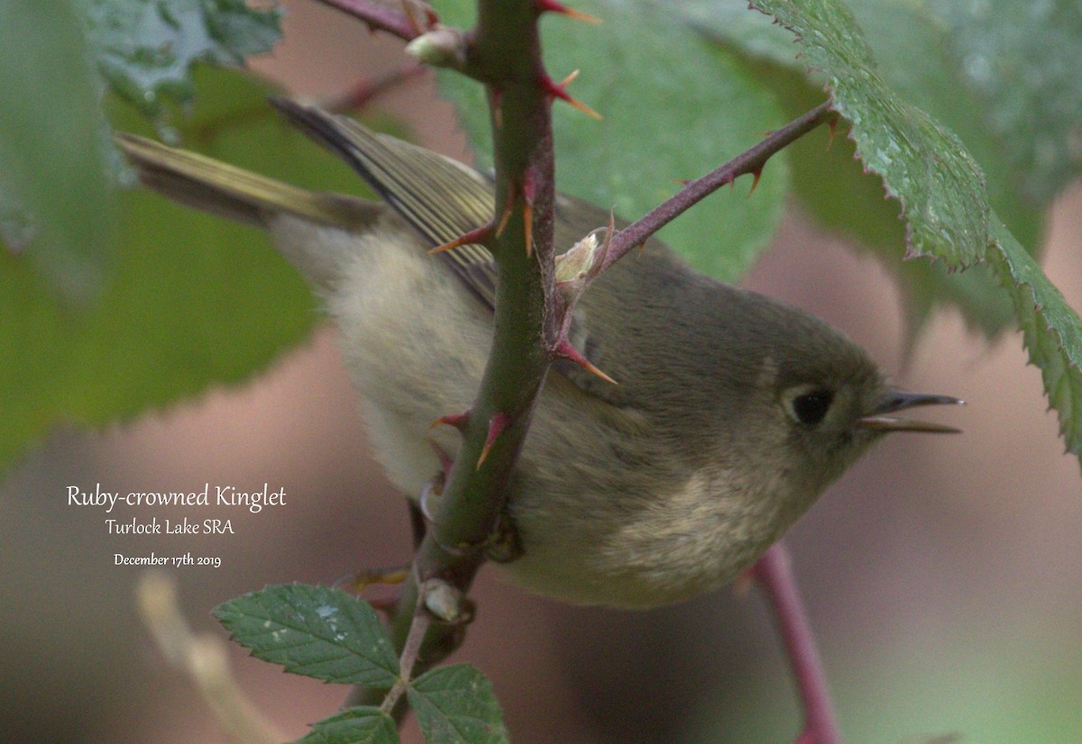 Ruby-crowned Kinglet - ML193781321