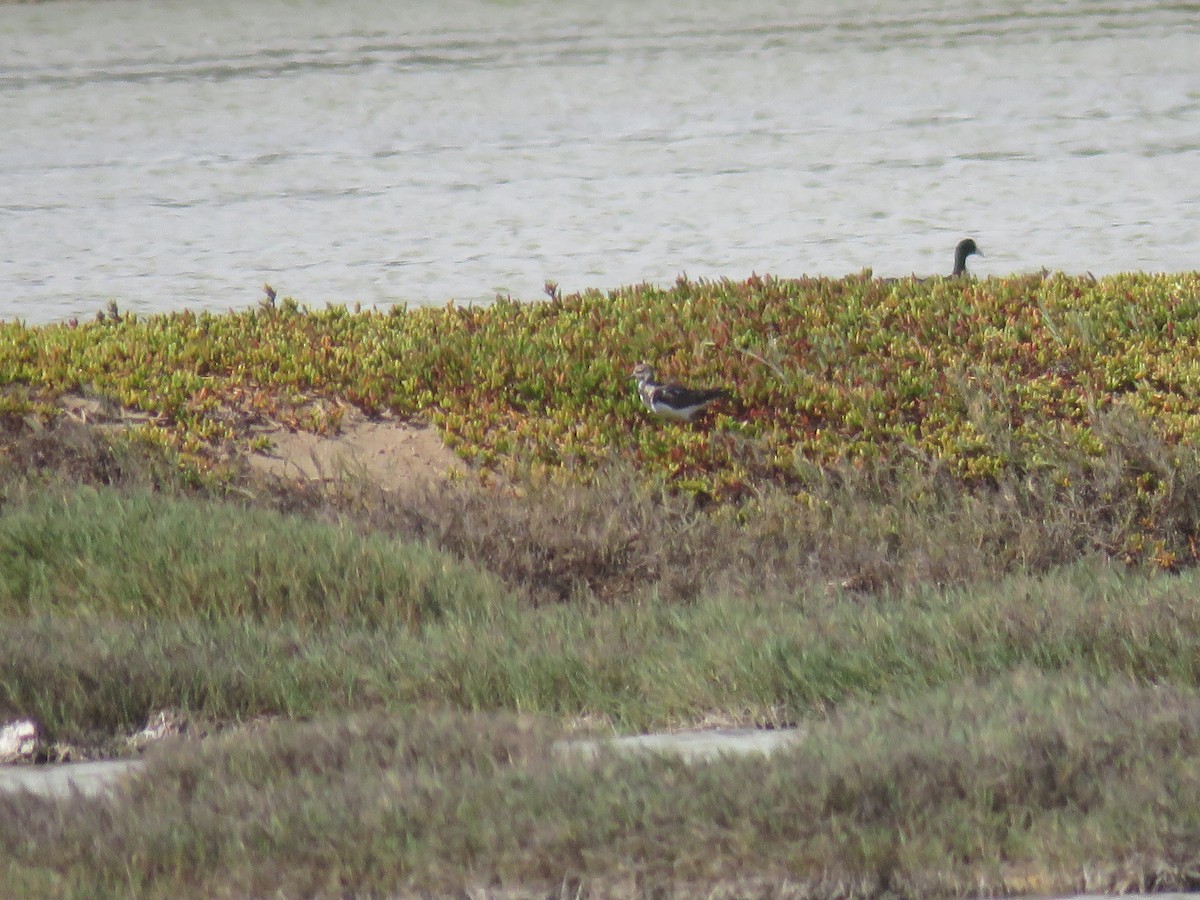 Ruddy Turnstone - Curtis Mahon