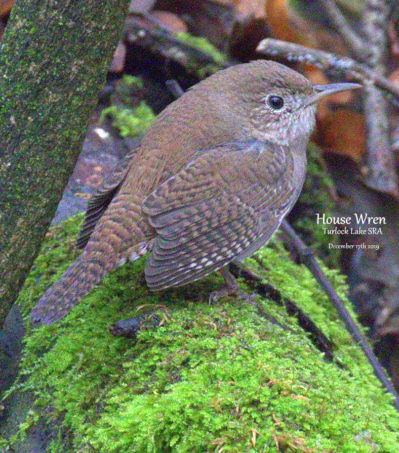 House Wren - ML193781411