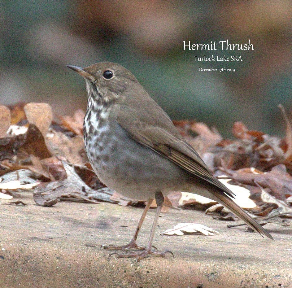 Hermit Thrush - ML193781471