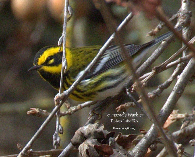 Townsend's Warbler - ML193781521