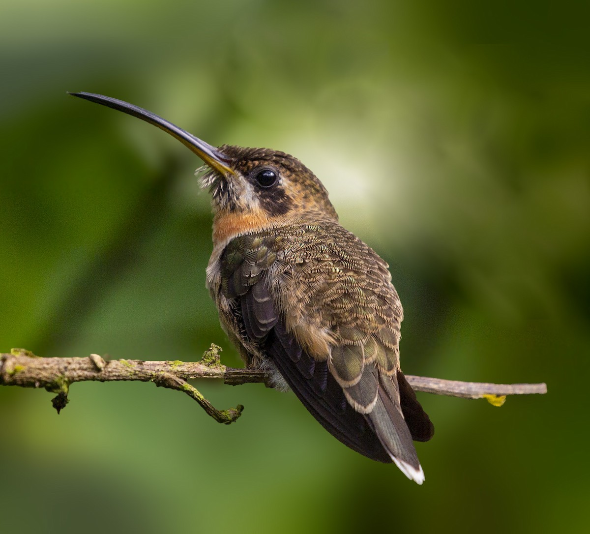 Band-tailed Barbthroat - Brad Singer