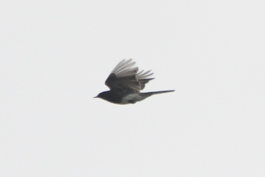 Black Phoebe - ML193786591