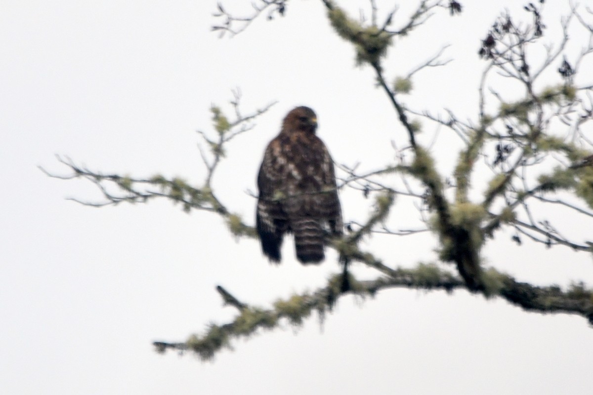 Red-shouldered Hawk - ML193786751