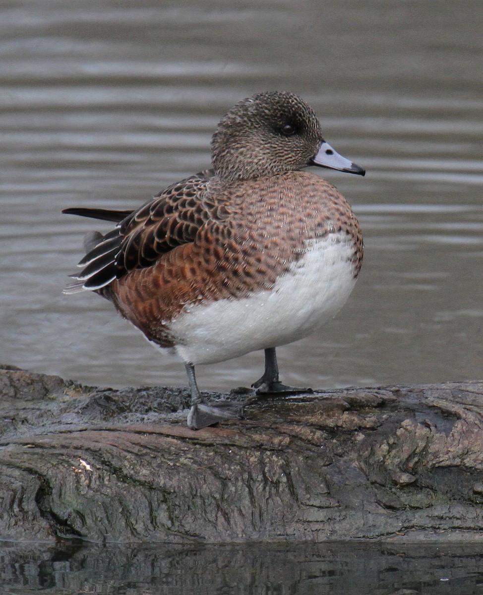 American Wigeon - Andrew Engilis