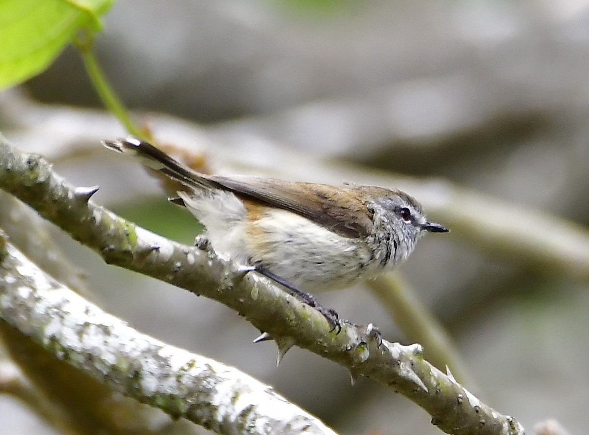 Brown Gerygone - ML193790711