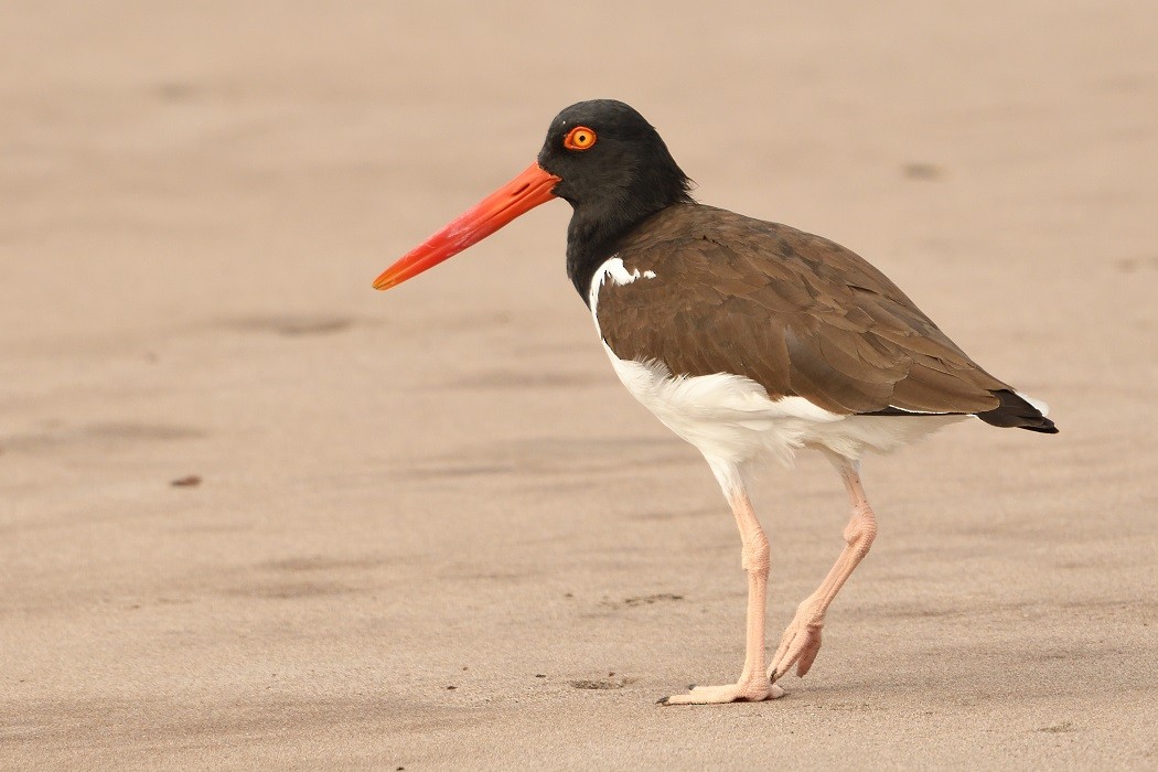 American Oystercatcher - ML193790921