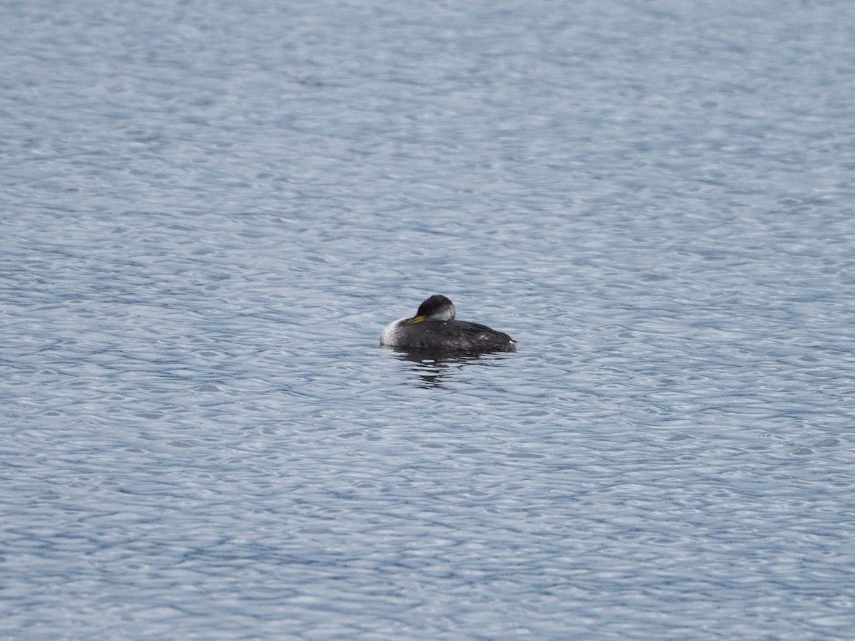 Red-necked Grebe - ML193791871