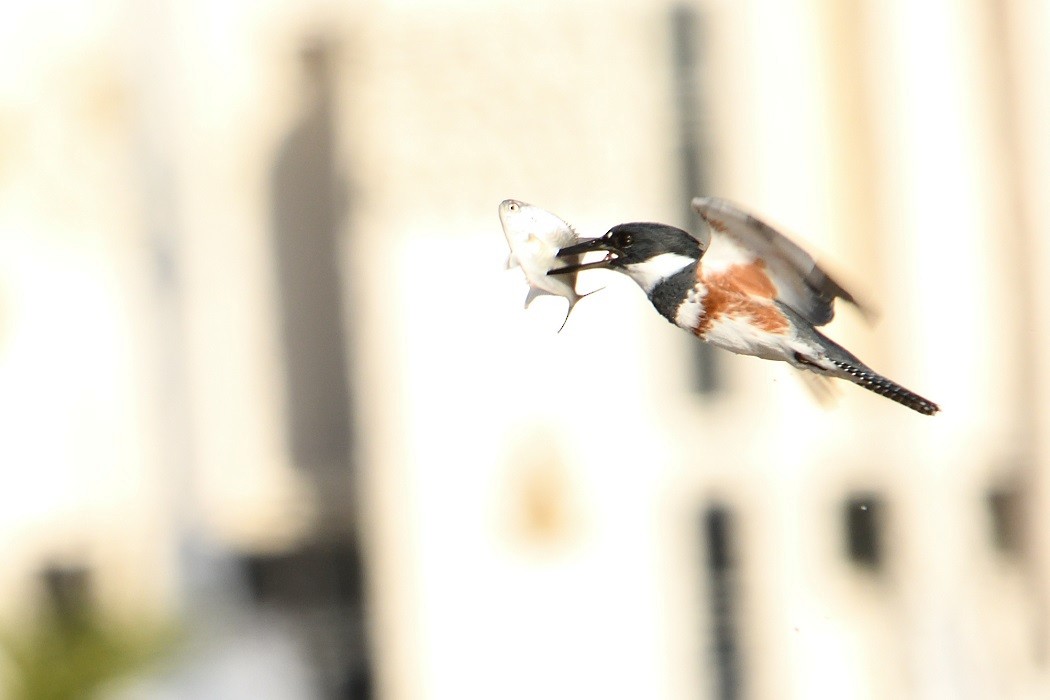 Belted Kingfisher - ML193793051