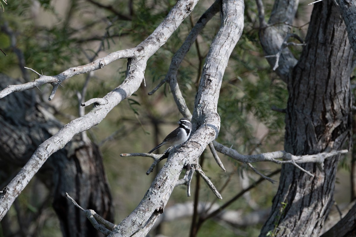 Black-throated Sparrow - ML193795881