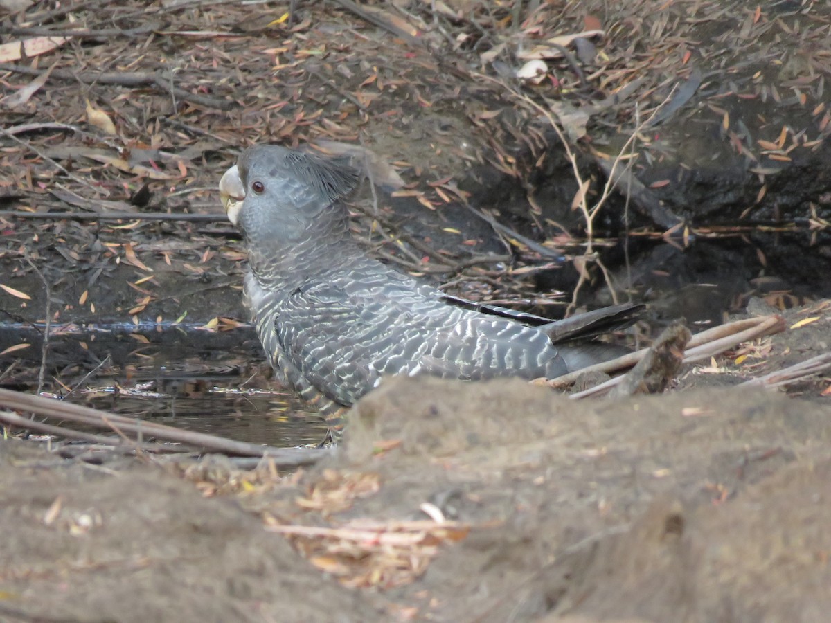 Gang-gang Cockatoo - Stuart Ling