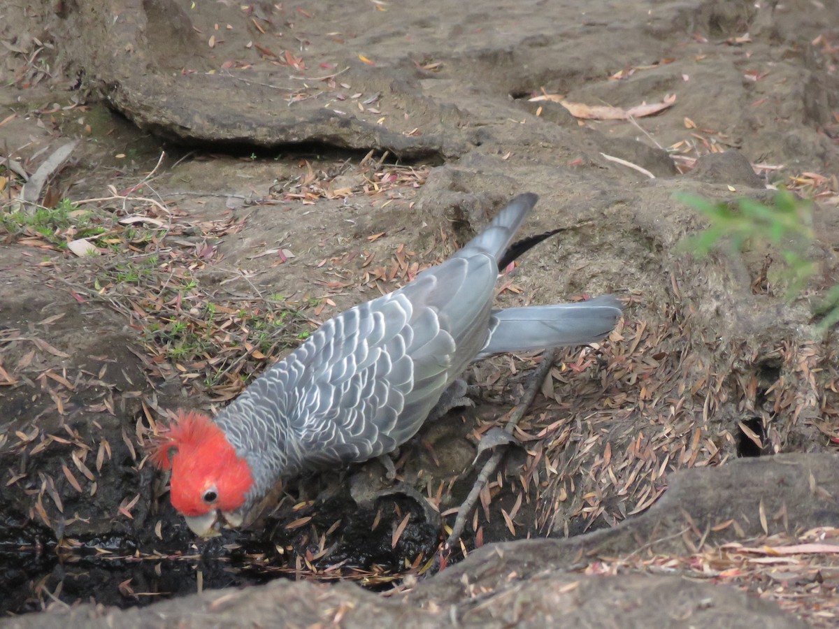 Gang-gang Cockatoo - Stuart Ling