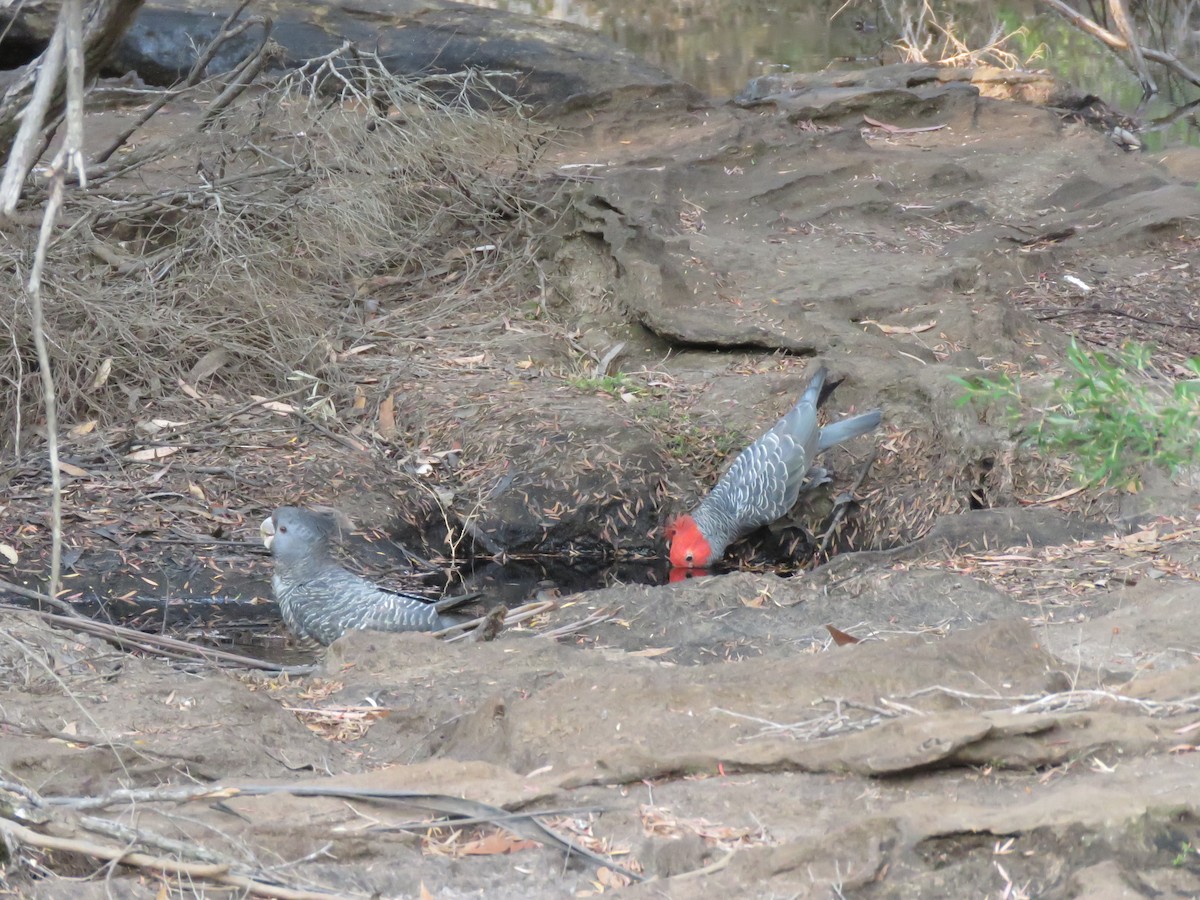 Gang-gang Cockatoo - Stuart Ling