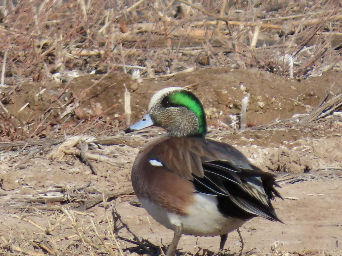 American Wigeon - ML193800571