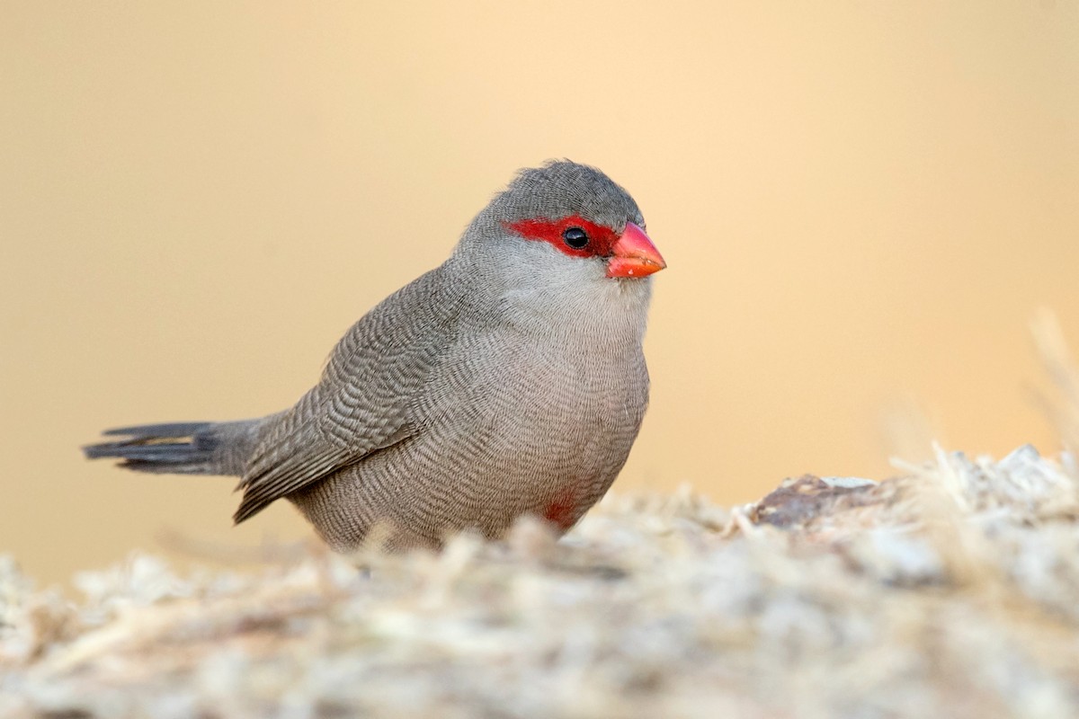 Common Waxbill - David Irving