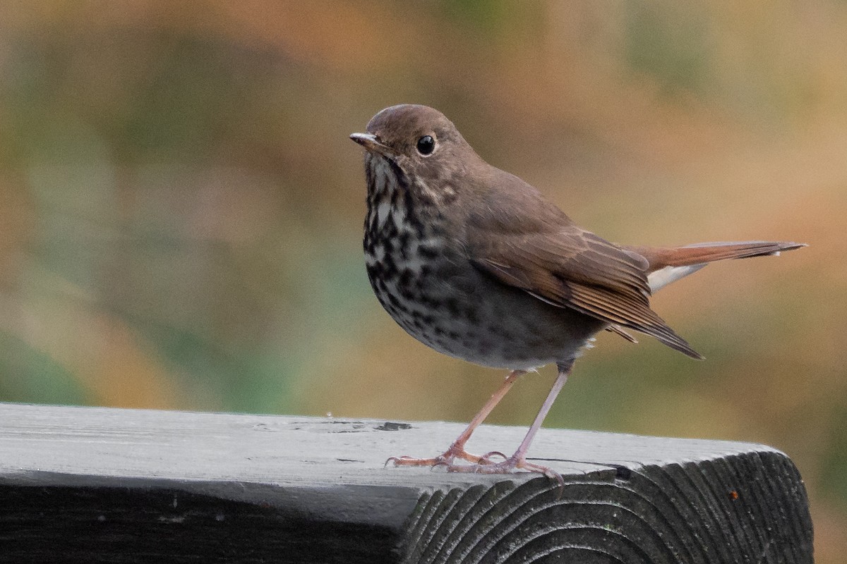 Hermit Thrush - ML193802961