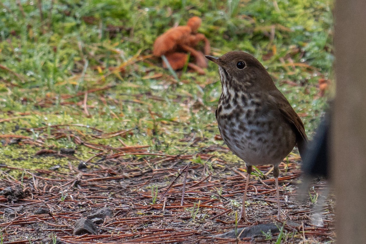 Hermit Thrush - ML193802971