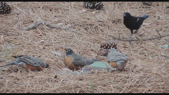 Красноплечий трупиал - ML193803331