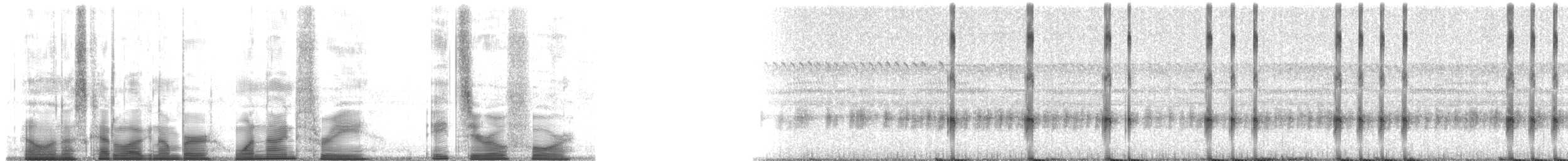 Taylor's Yellow Tree Frog - ML193804