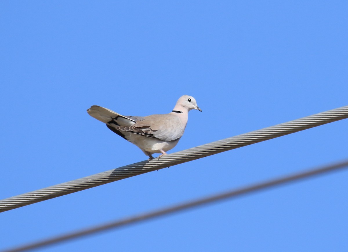 Ring-necked Dove - Fikret Ataşalan