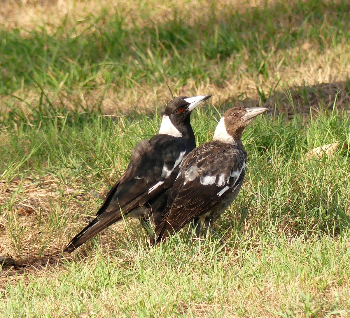 Australian Magpie - ML193807791