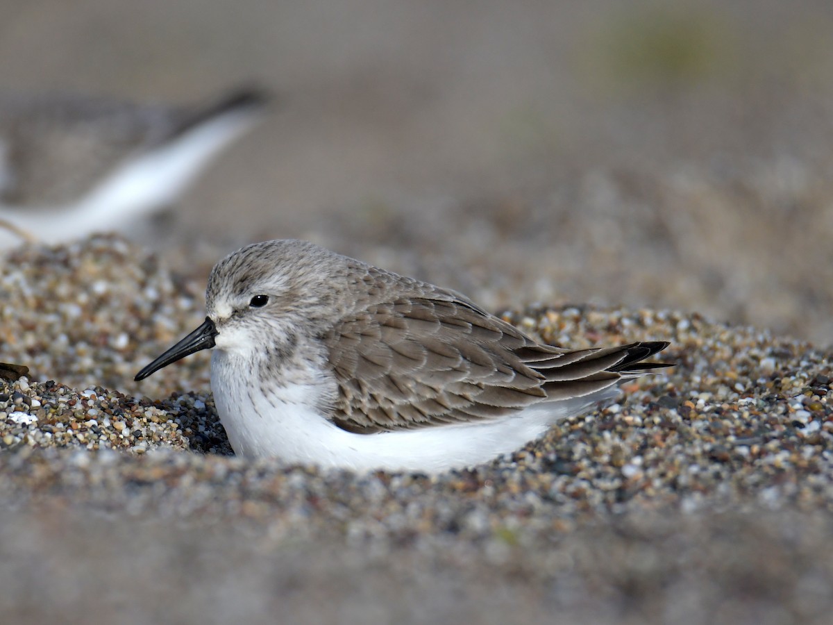 Western Sandpiper - Alex Rogers