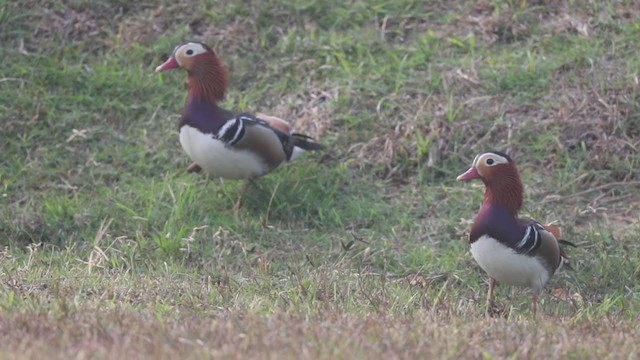 Mandarin Ördeği - ML193812371