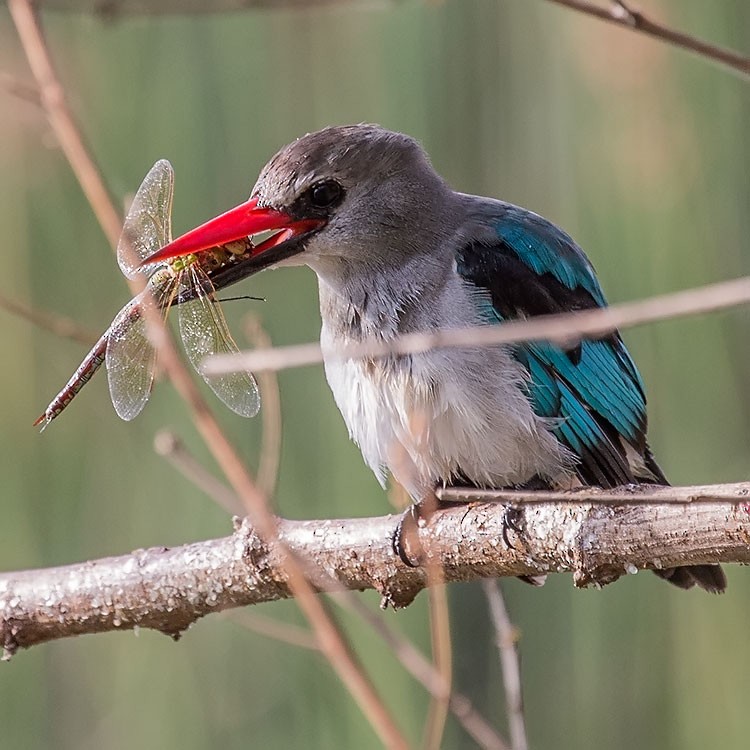 Woodland Kingfisher - ML193815581