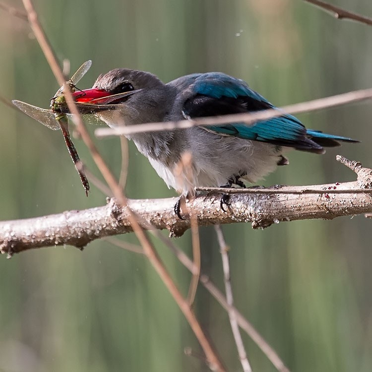 Woodland Kingfisher - ML193815591