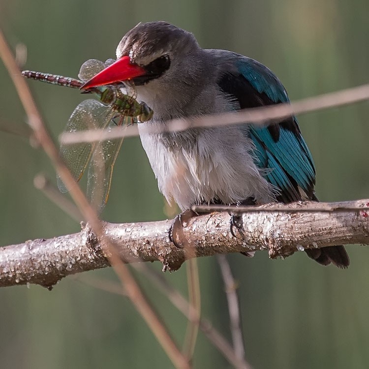 Woodland Kingfisher - ML193815601