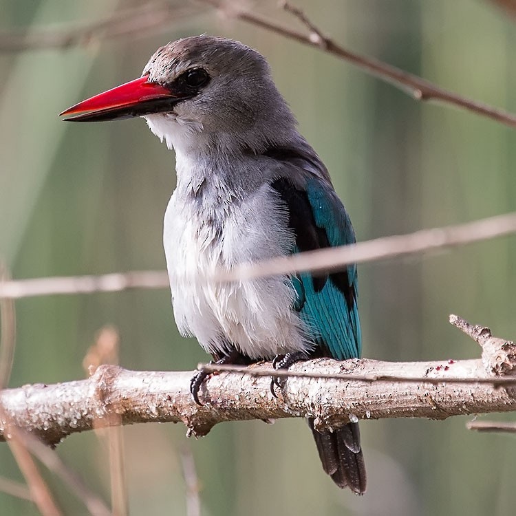 Woodland Kingfisher - ML193815641