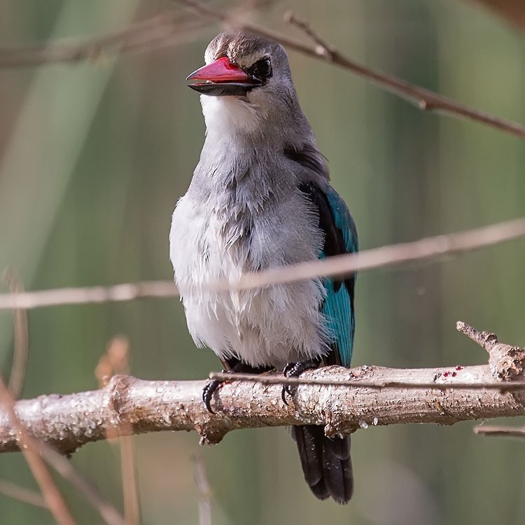 Woodland Kingfisher - ML193815651