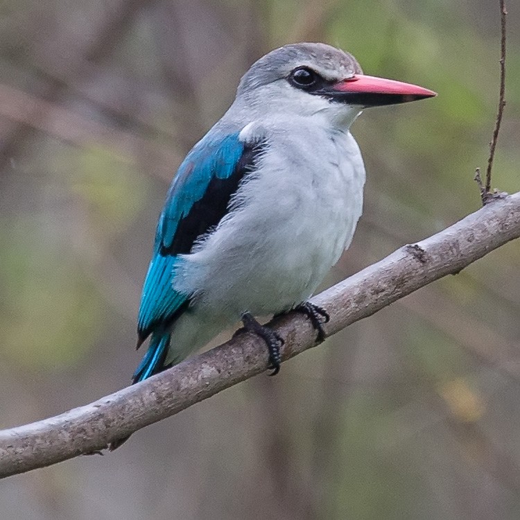 Woodland Kingfisher - ML193815661