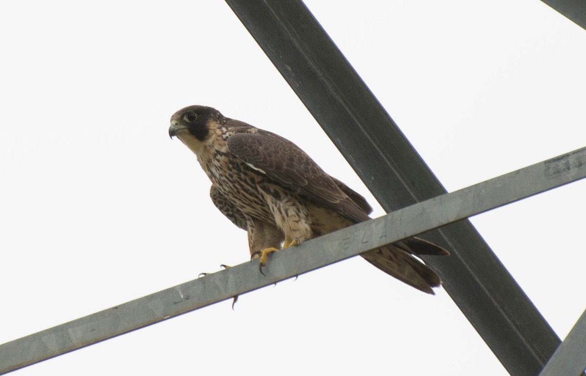 Peregrine Falcon - ML193816641