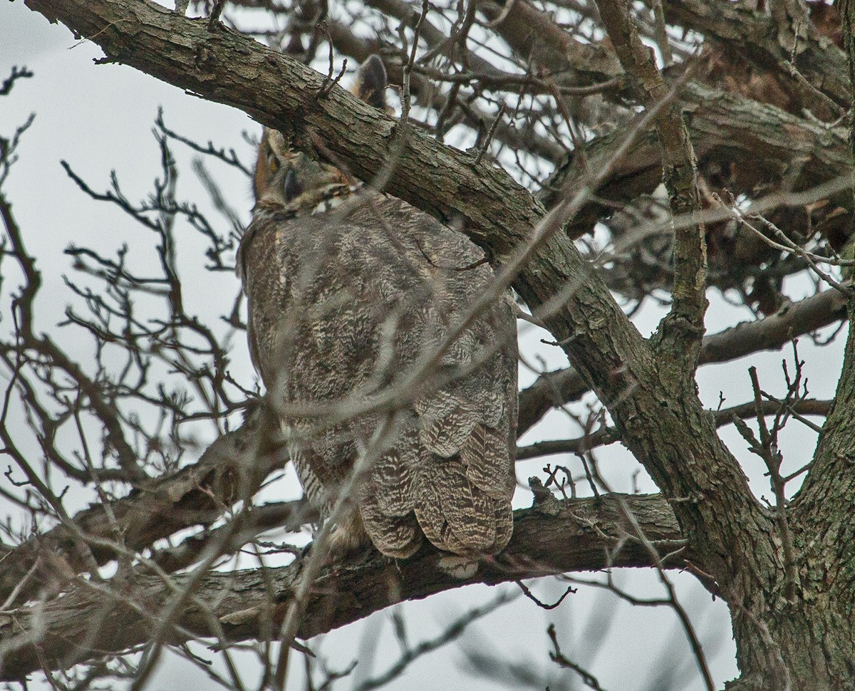Great Horned Owl - ML193816671
