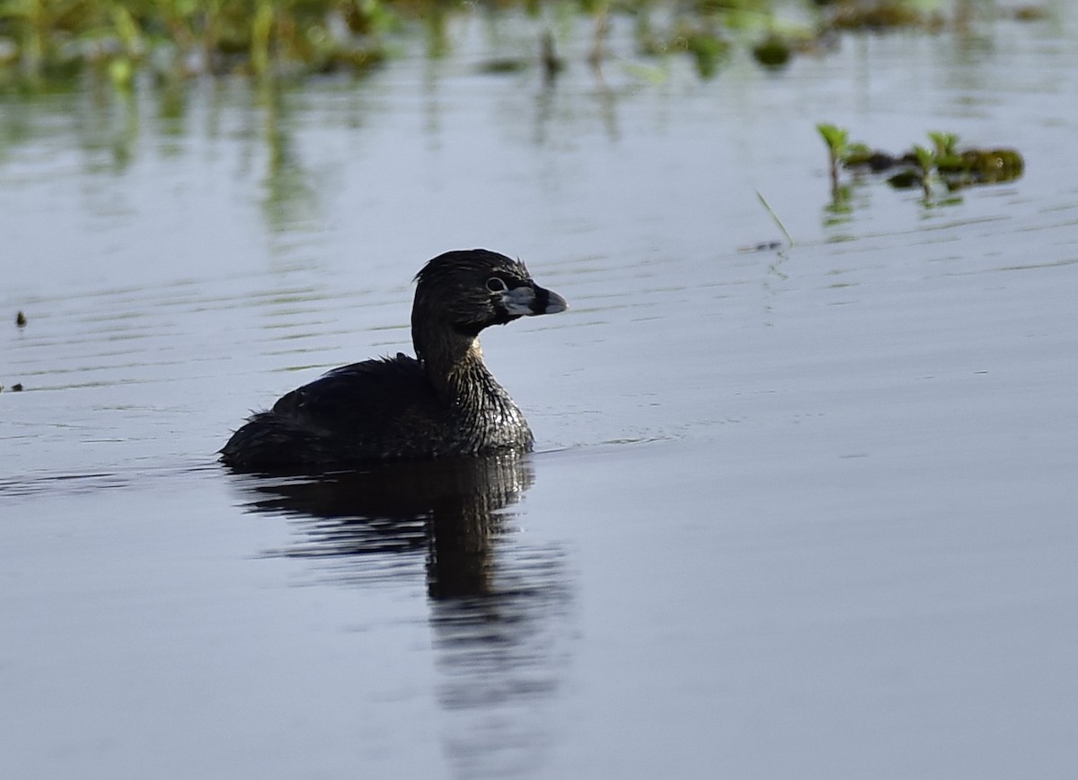 Pied-billed Grebe - ML193817901