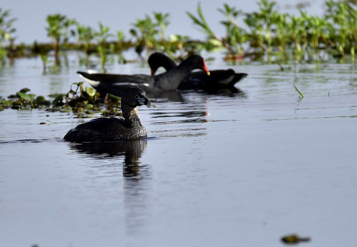 Pied-billed Grebe - ML193817911