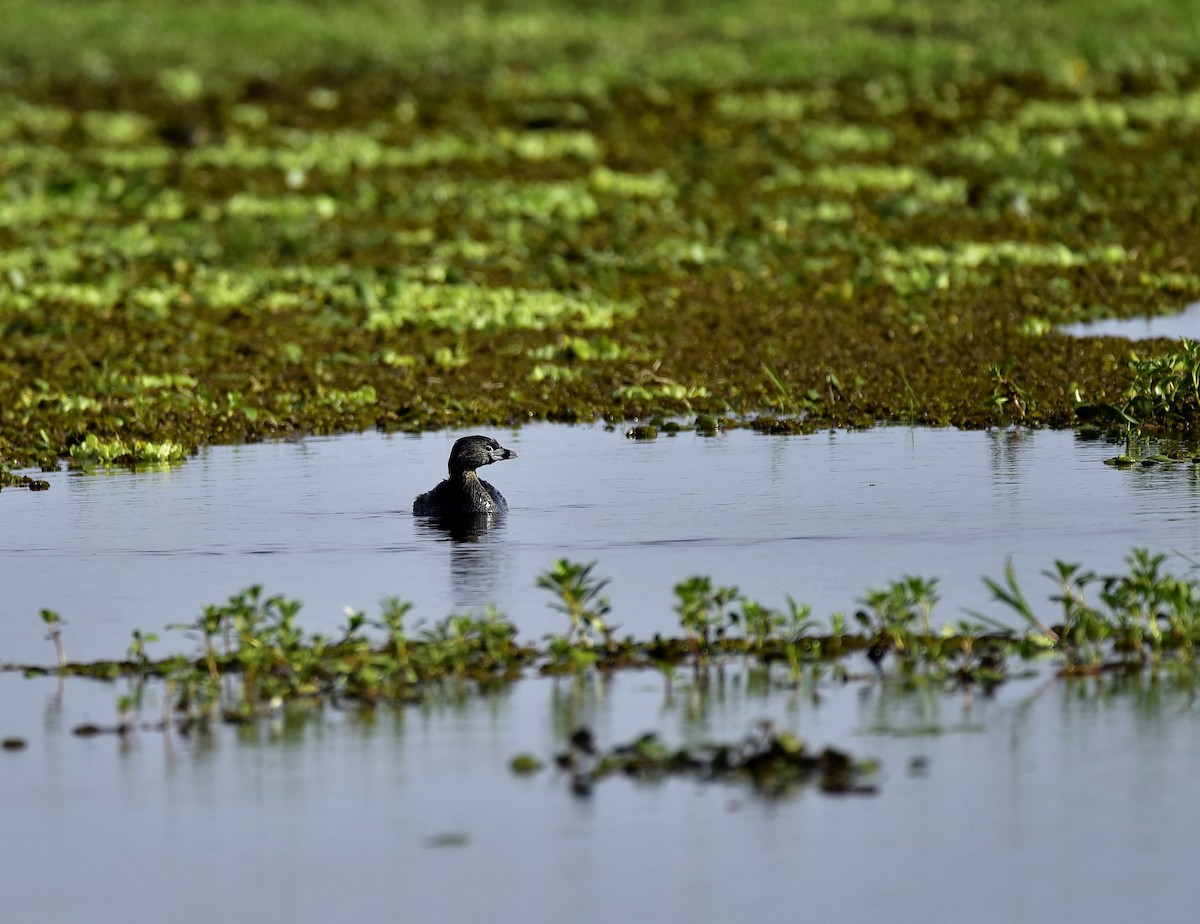 Pied-billed Grebe - ML193817921