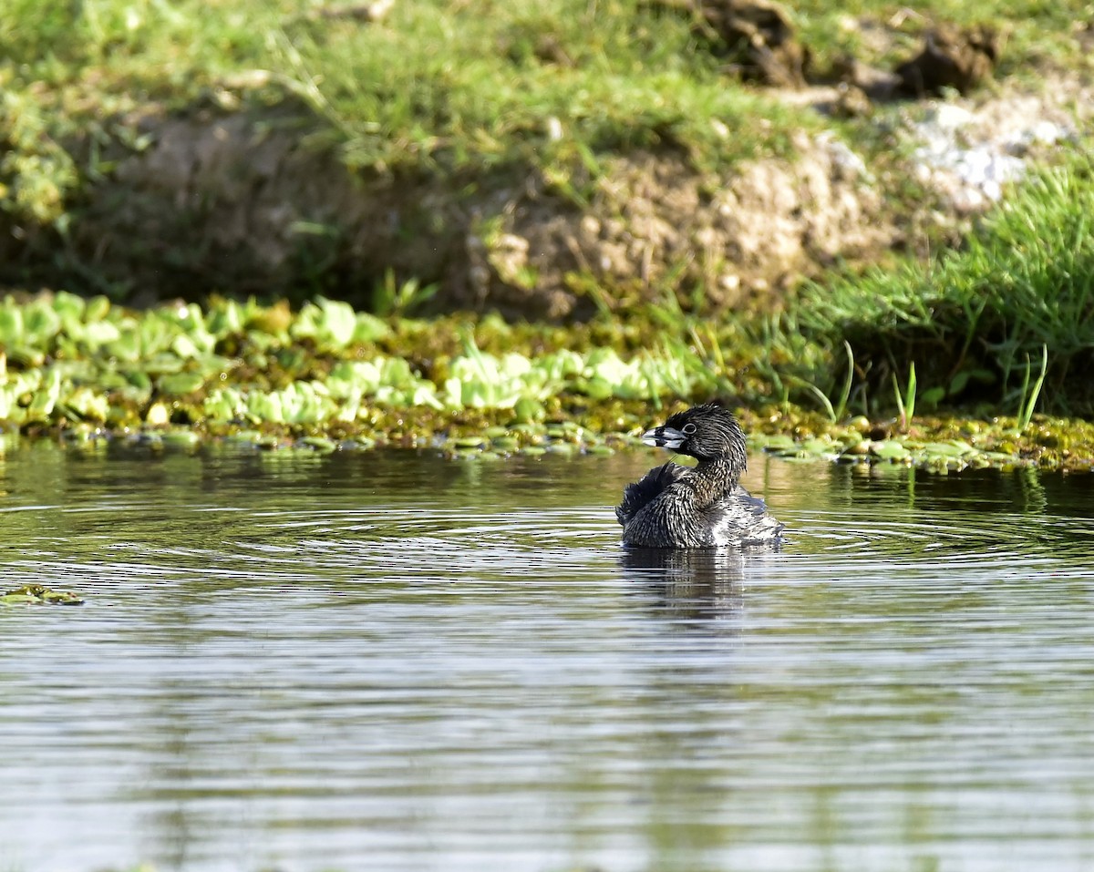 Pied-billed Grebe - ML193817931