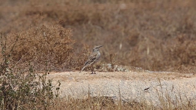 Cape Long-billed Lark (Cape) - ML193818261