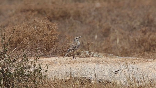 namaqualerke (curvirostris/falcirostris) - ML193818261