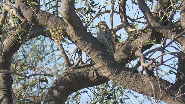 Checkered Woodpecker - ML193819221