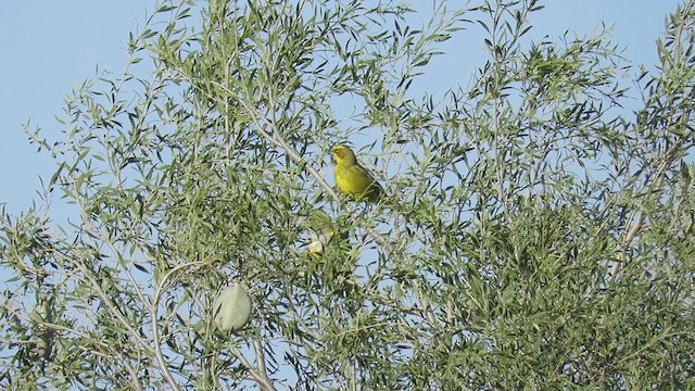 Yellow Cardinal - ML193819391