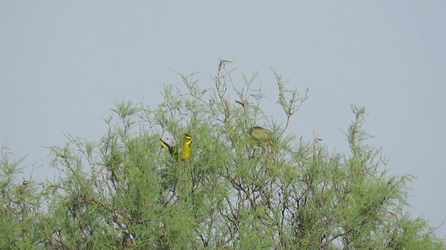 Yellow Cardinal - ML193820311