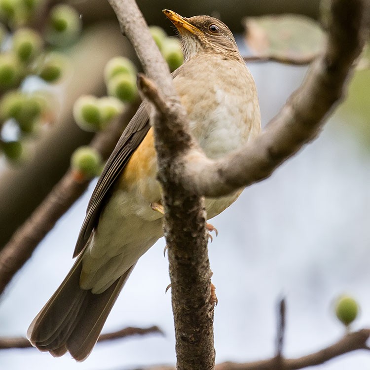 African Thrush - ML193821311