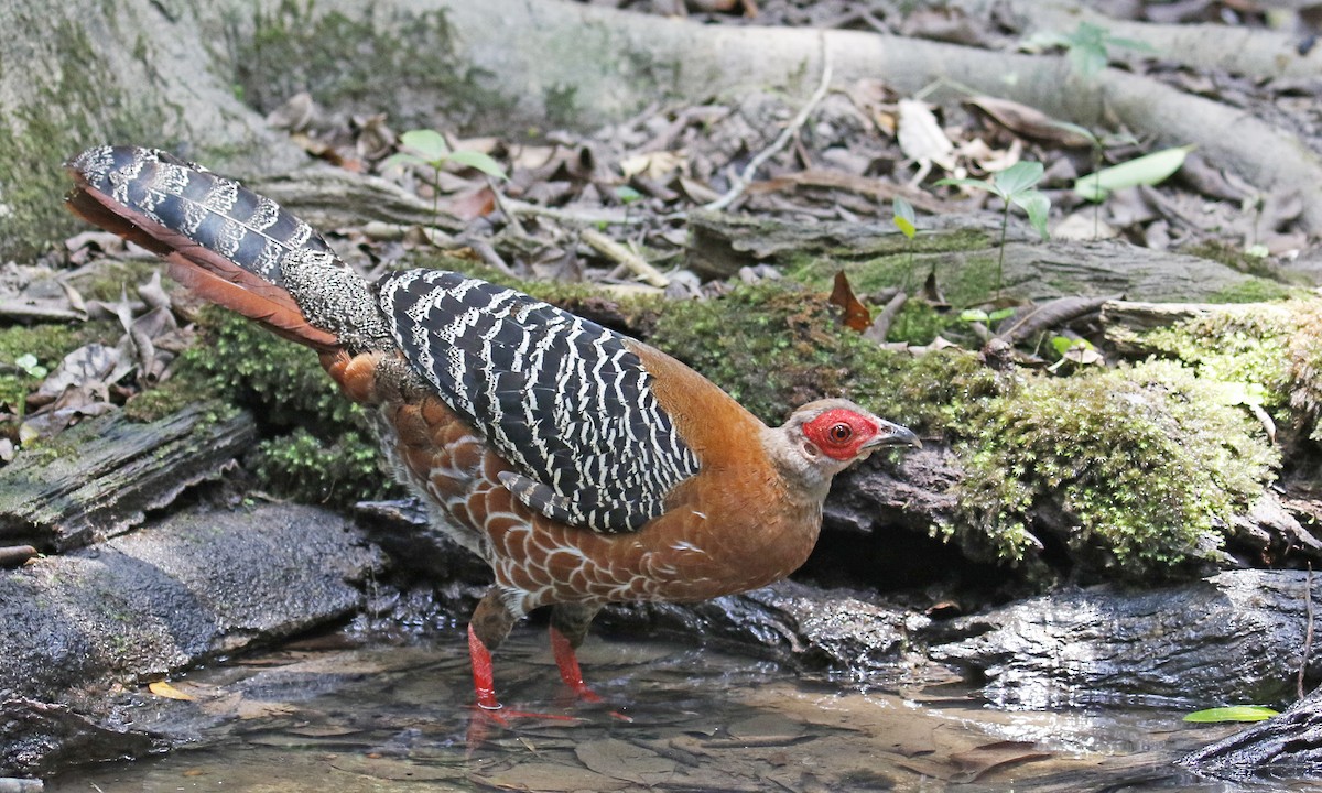 Siamese Fireback - ML193821871