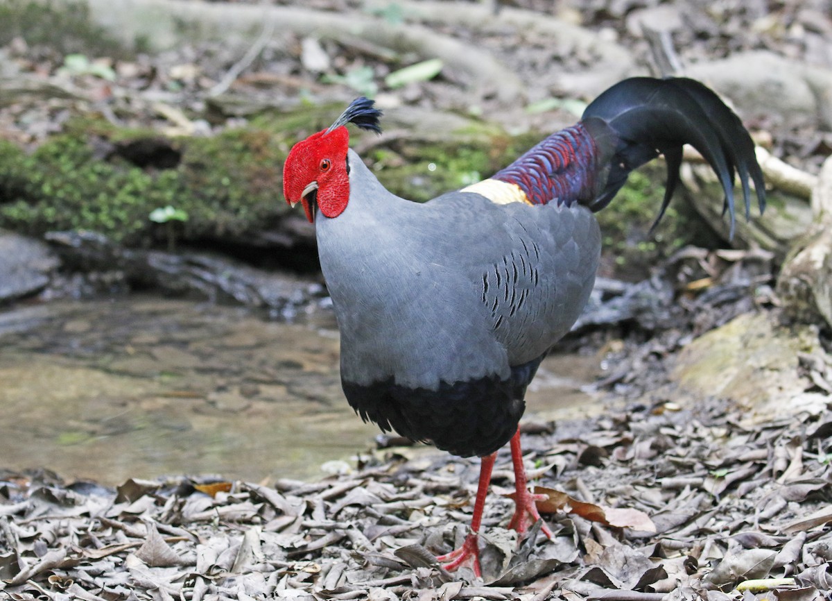 Siamese Fireback - ML193822011